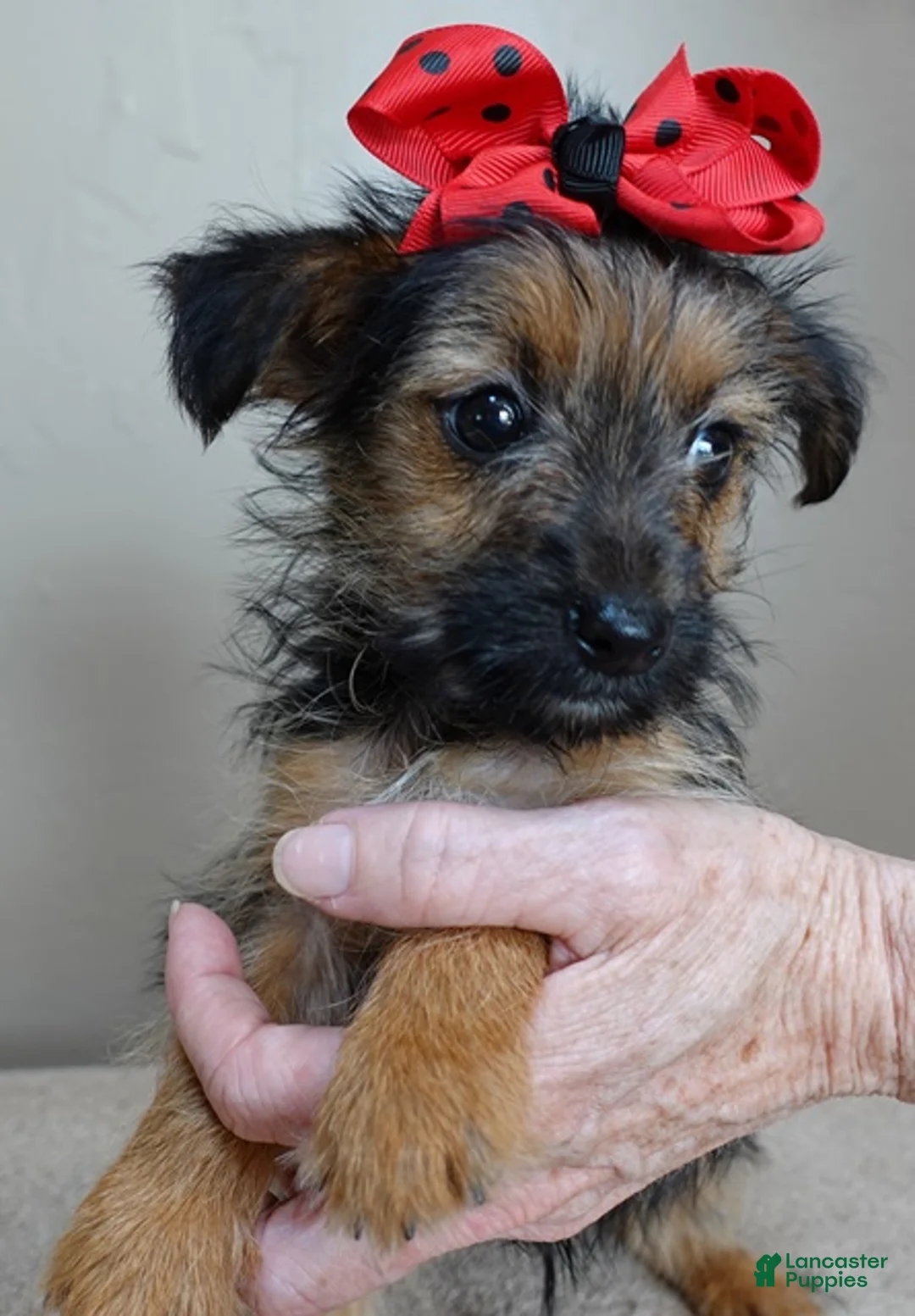 Yorkshire Terrier dogs for sale: Little guy 2 lbs - Ad 13