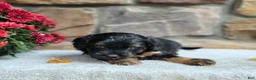 Cavapoo dogs for sale: Bear - Ad 3