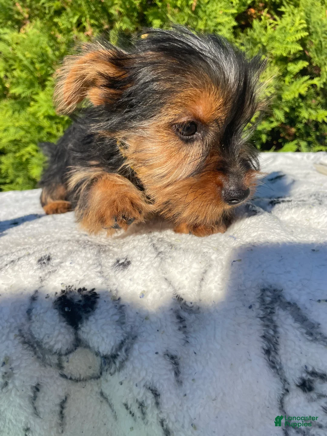 Yorkshire Terrier dogs for sale: Trinket - Ad 4