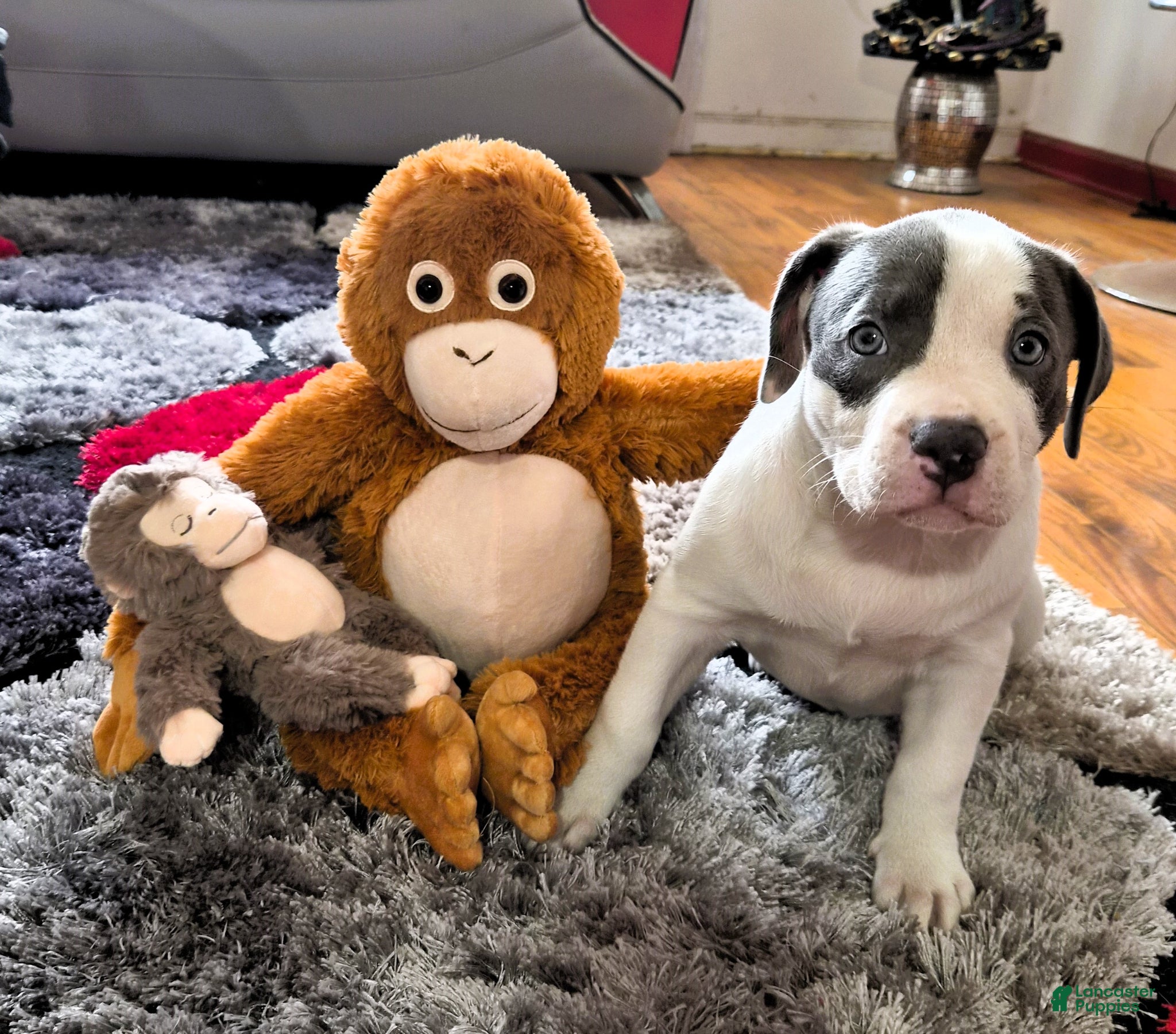 American Bully dogs MEG THA STALLION - Ad 37