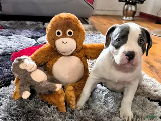 American Bully dogs MEG THA STALLION - Ad 37