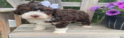 Mini Bernedoodle dogs for sale: Katie - Ad 3