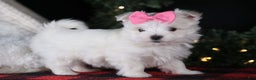 Maltese dogs for sale: ABBEY - Ad 1