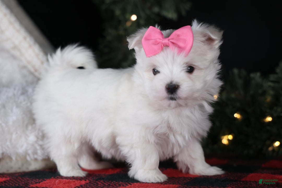 Maltese dogs for sale: ABBEY - Ad 1