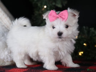 Maltese dogs ABBEY - Ad 20