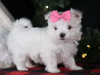 Maltese dogs ABBEY - Ad 6