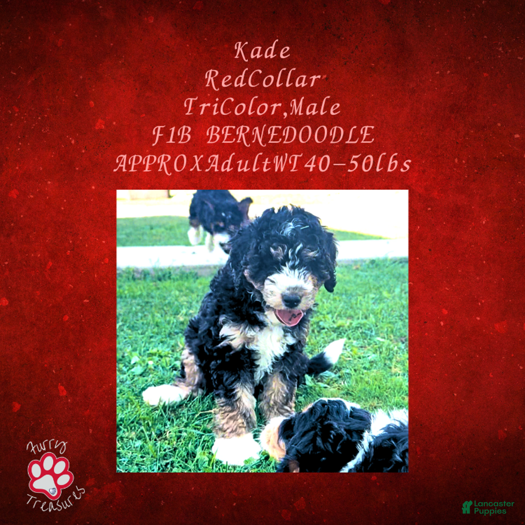 Mini Bernedoodle dogs for sale: Kade “Red Collar” Male - Ad 10