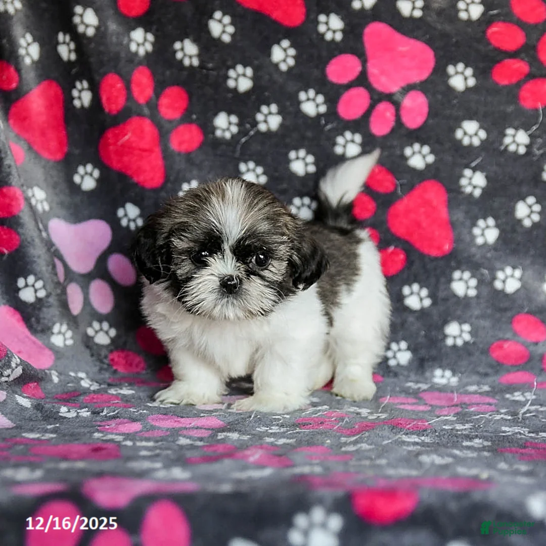 Shih Tzu dogs for sale: Moose Tracks - Ad 14