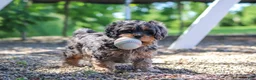 Cavapoo dogs for sale: Skeeter - Ad 7