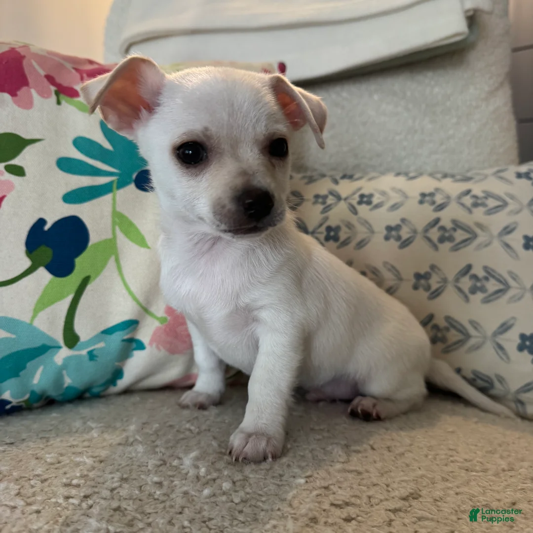 Chihuahua dogs for sale: Benny - Ad 5