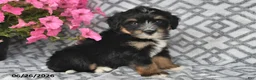 Mini Bernedoodle dogs for sale: Trent - Ad 9