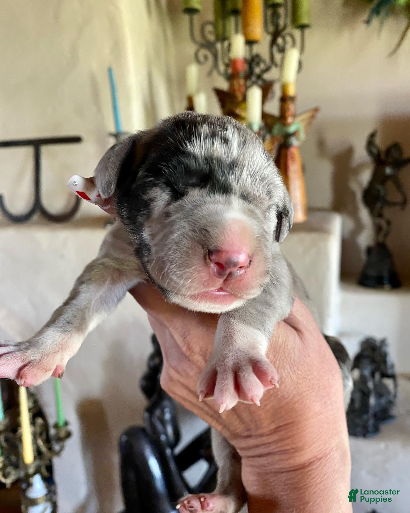 Great Dane dogs Phantom's Energy Shifter "Jaylen Brown" - Ad 37