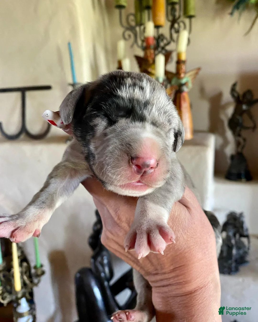 Great Dane dogs for sale: Phantom's Energy Shifter "Jaylen Brown" - Ad 1