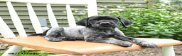 German Shorthaired Pointer dogs for sale: Remi  - Ad 4