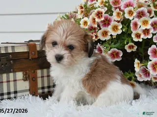 Mixed Breed dogs for sale: Everest - Ad 1