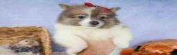 Pomeranian dogs for sale: Everest🐾 - Ad 17