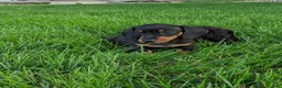 Miniature Dachshund dogs for sale: Freddie  - Ad 8