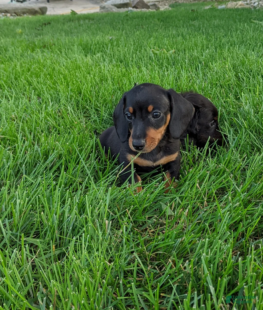Miniature Dachshund dogs for sale: Freddie  - Ad 8