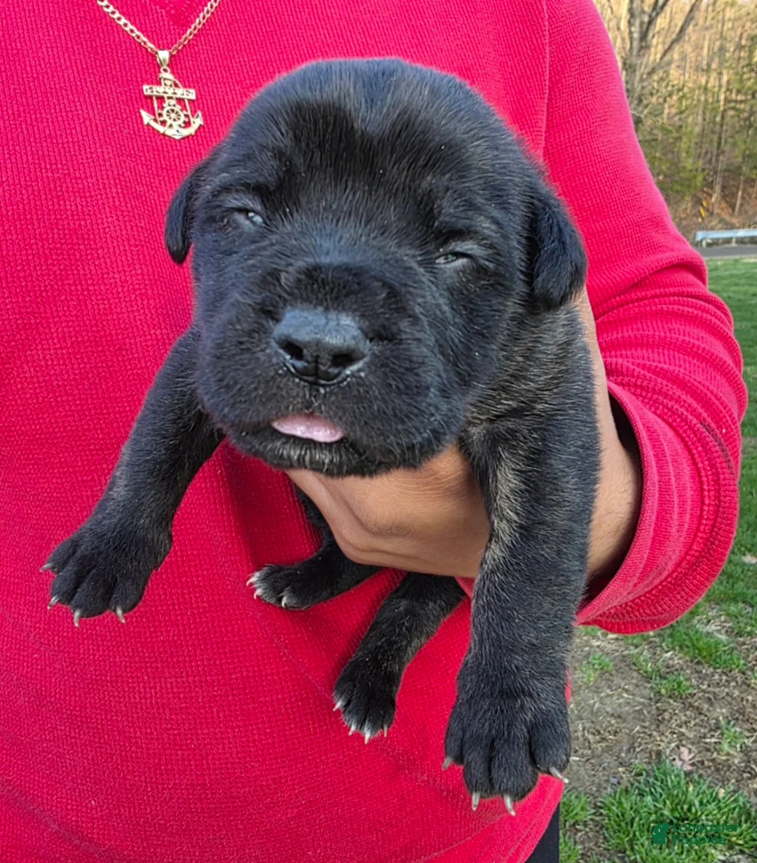 Cane Corso dogs for sale: Cane Corso Puppy 1 - Ad 1