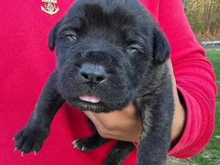 Cane Corso dogs for sale: Cane Corso Puppy 1 - Ad 1
