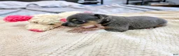 Rat Terrier dogs for sale: Annabelle - Mini Rat  - Ad 5