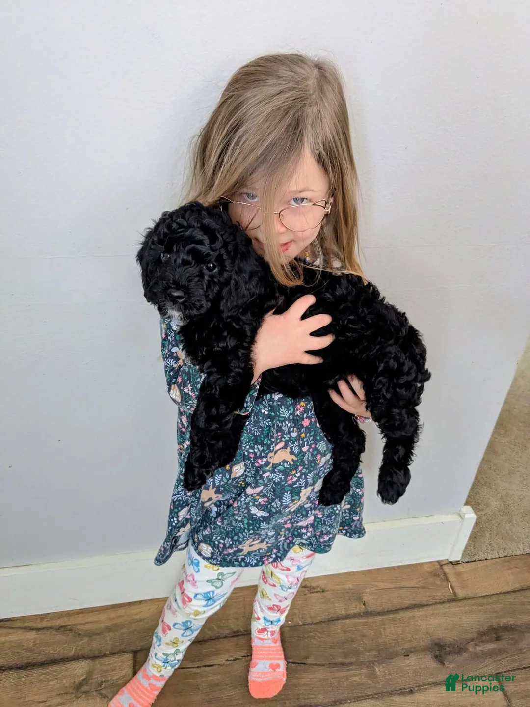 Mixed Breed dogs for sale: Mixed Breed Puppy 1 - Ad 6