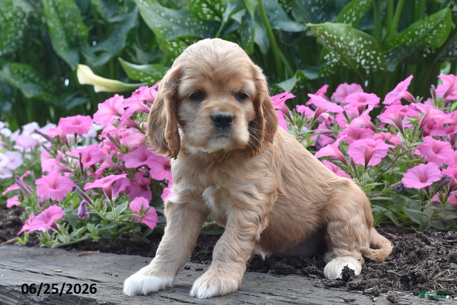 Cocker Spaniel dogs Annie - Ad 2