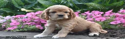 Cocker Spaniel dogs for sale: Annie - Ad 2
