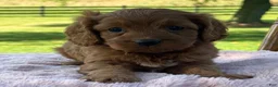 Cavapoo dogs for sale: Ruby - Ad 8
