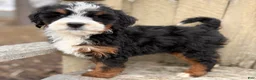 Mini Bernedoodle dogs for sale: 💚IN BOSTON MASSACHUSETTS AREA💚MINI BERNEDOODLE💚PETITE BOY💚 - Ad 3