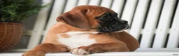 Boxer dogs for sale: Everest - Ad 6