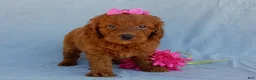 Mini Goldendoodle dogs for sale: Lucy - Ad 4