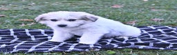 Great Pyrenees dogs for sale: Nicky - Ad 8