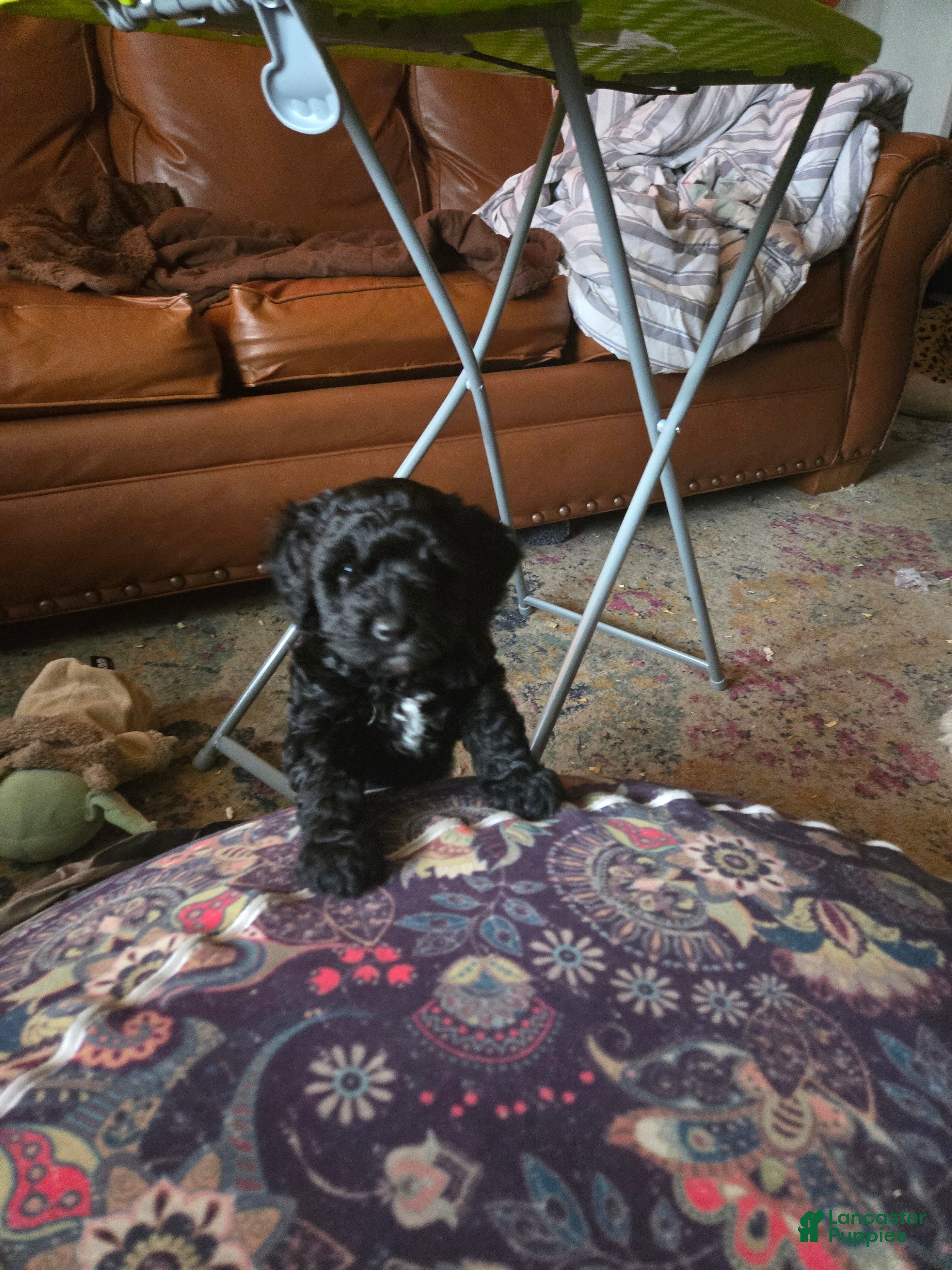 Miniature Poodle dogs Iris  - Ad 2