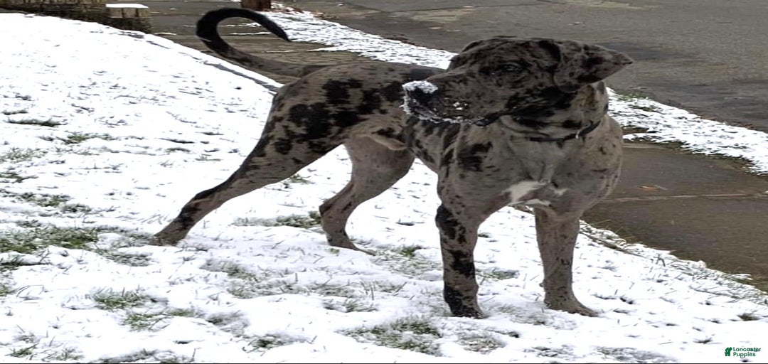 Gallery Image {{count}}