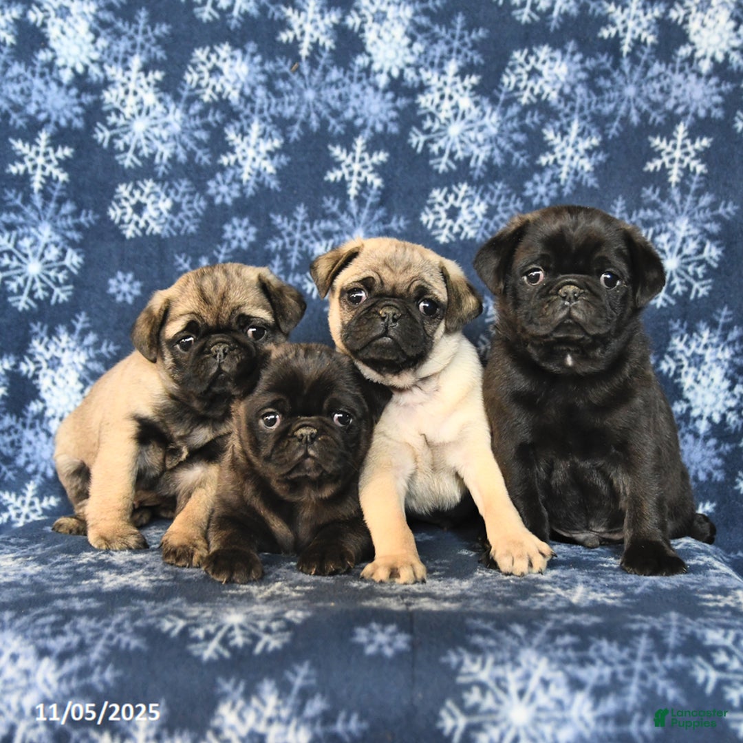 Pug dogs for sale: Cookie - Ad 10