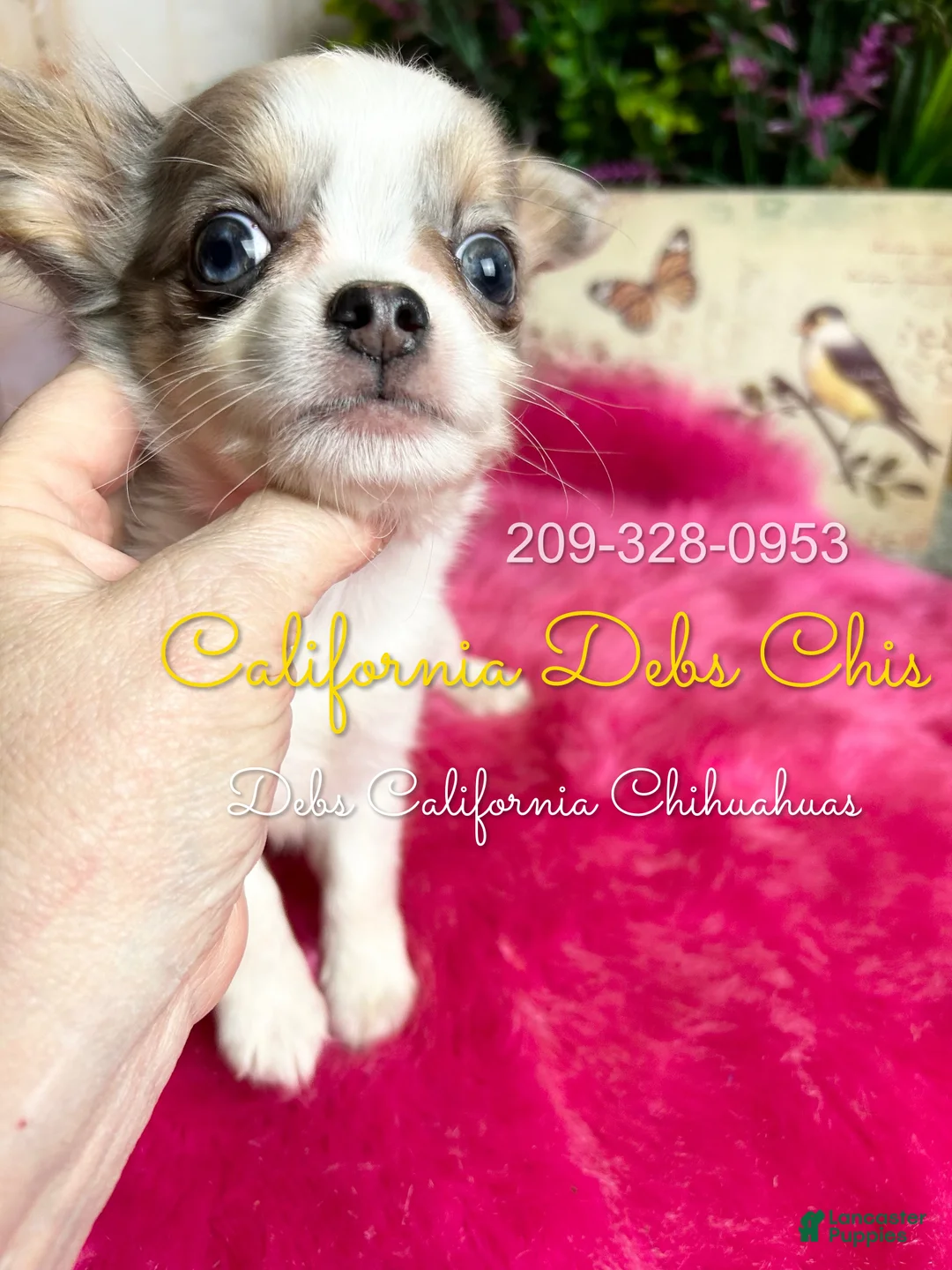 Chihuahua dogs for sale: Bluebell in California  - Ad 5