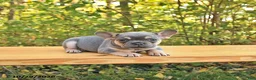 French Bulldog dogs for sale: Ari - Ad 4
