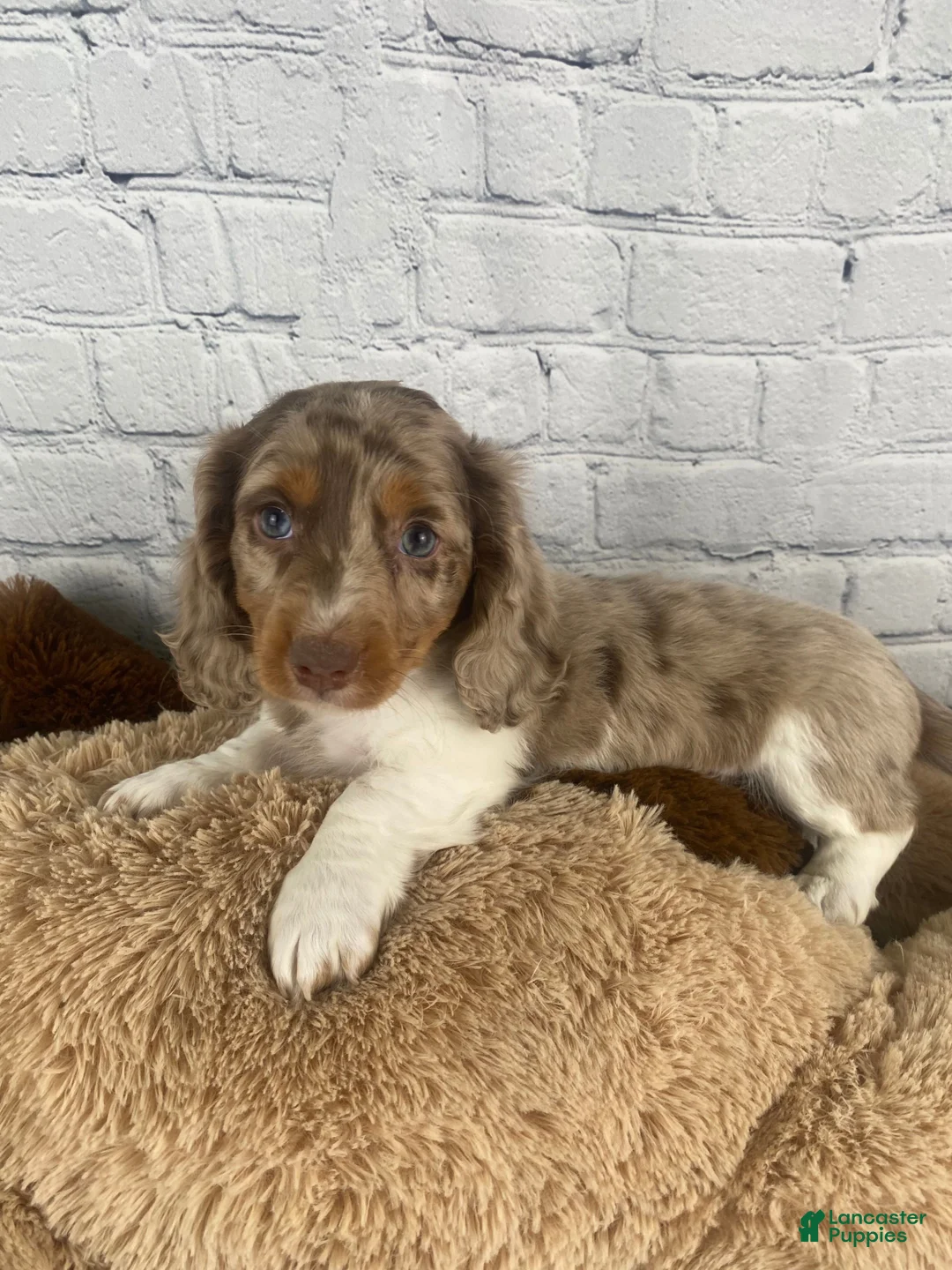 Miniature Dachshund dogs for sale: Louie - Ad 2