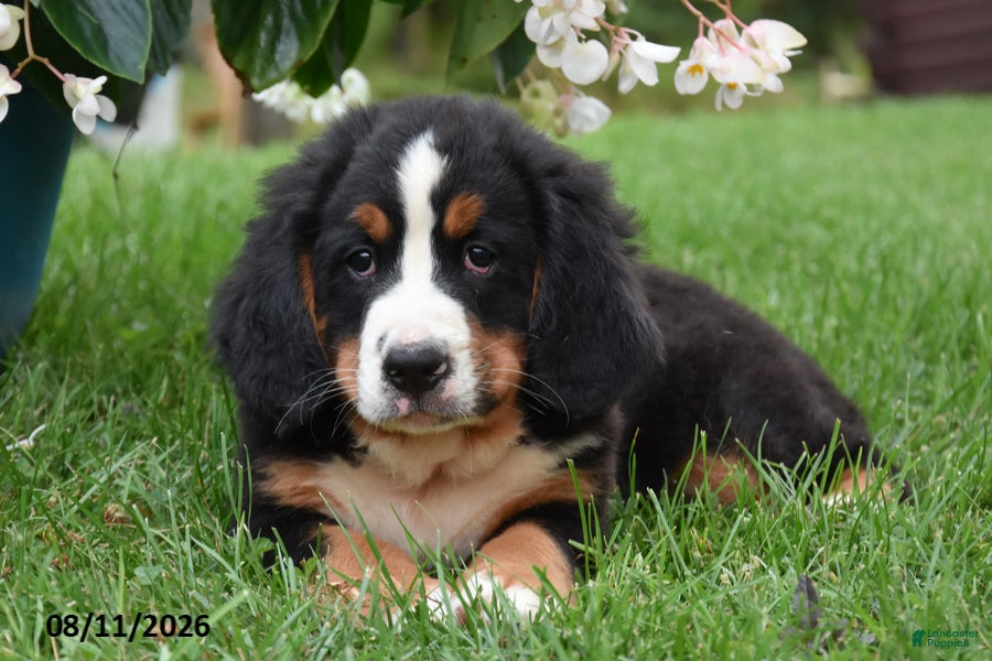 Bernese Mountain Dog dogs E Man - Ad 1