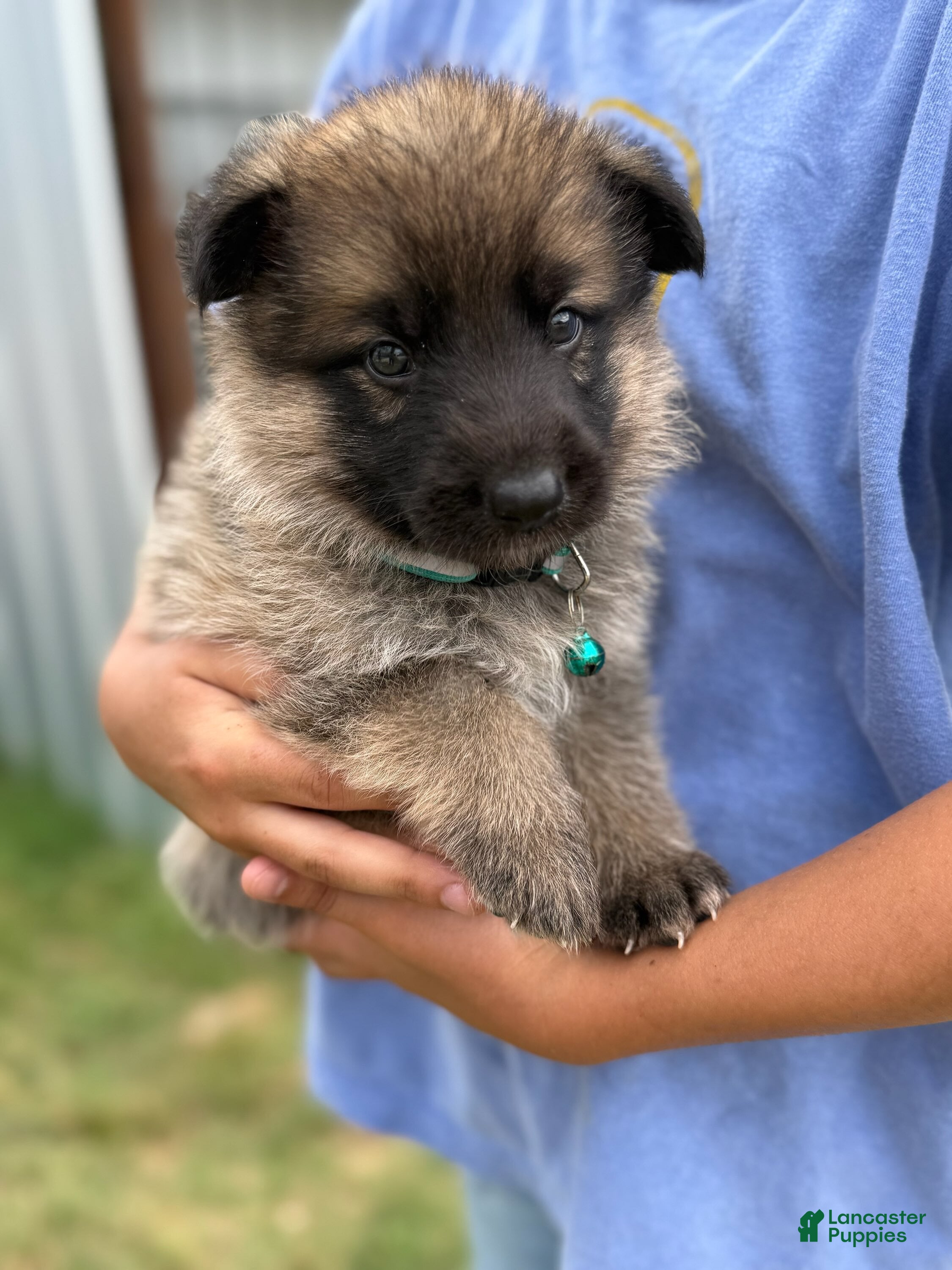 German Shepherd dogs Boy 2 - Ad 2