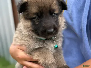 German Shepherd dogs Boy 2 - Ad 2