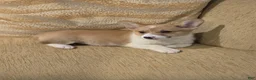 Welsh Corgi Pembroke dogs for sale: Welsh Corgi Pembroke 4 - Ad 4