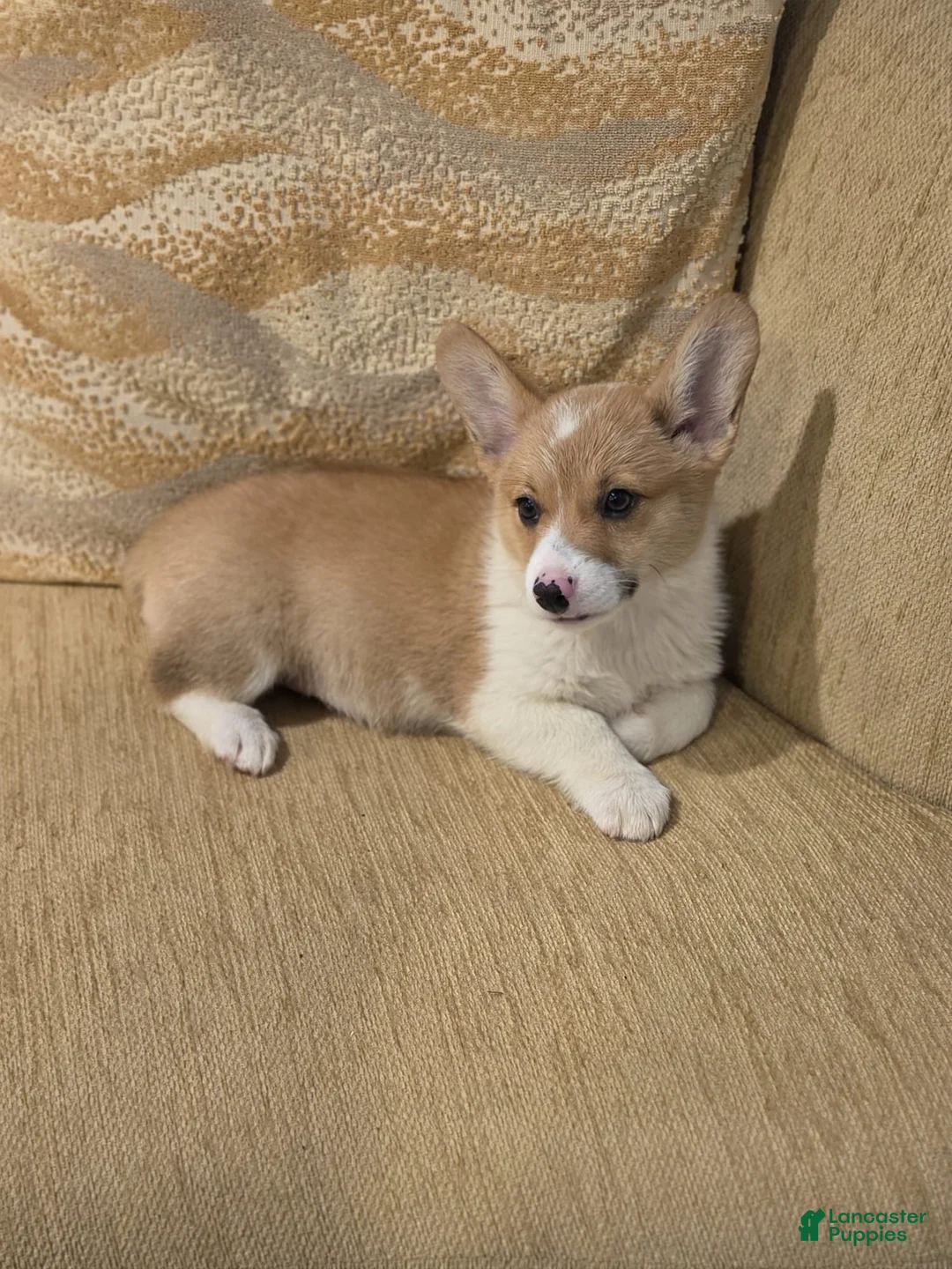 Welsh Corgi Pembroke dogs for sale: Welsh Corgi Pembroke 4 - Ad 4