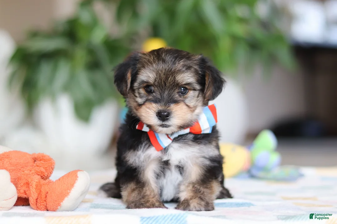 Morkie dogs for sale: Riley - Ad 3