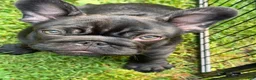 French Bulldog dogs for sale: French Bulldog Male Pup - Ad 10