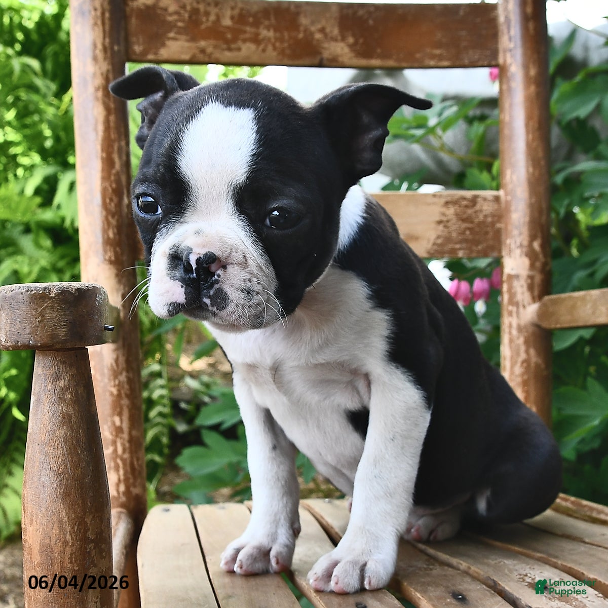 Boston Terrier dogs for sale: Lily - Ad 3