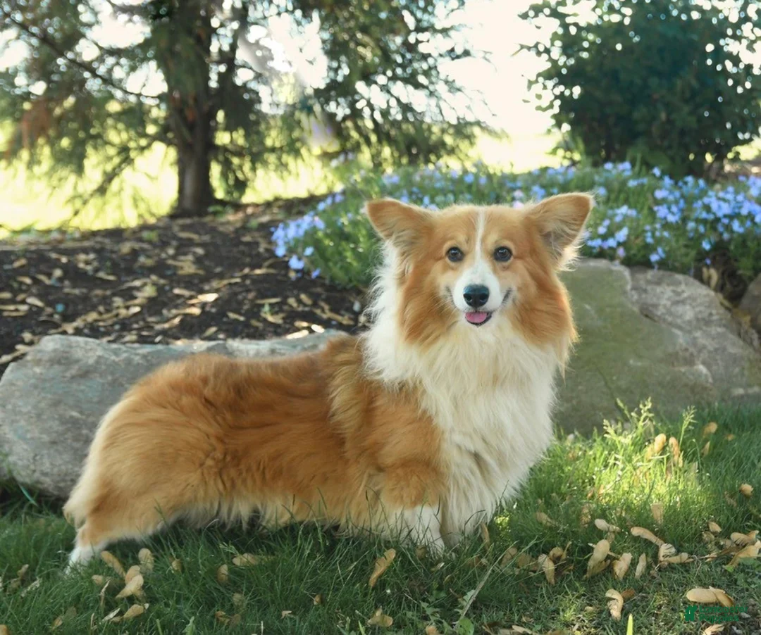 American Corgi dogs for sale: Jackie - Ad 6