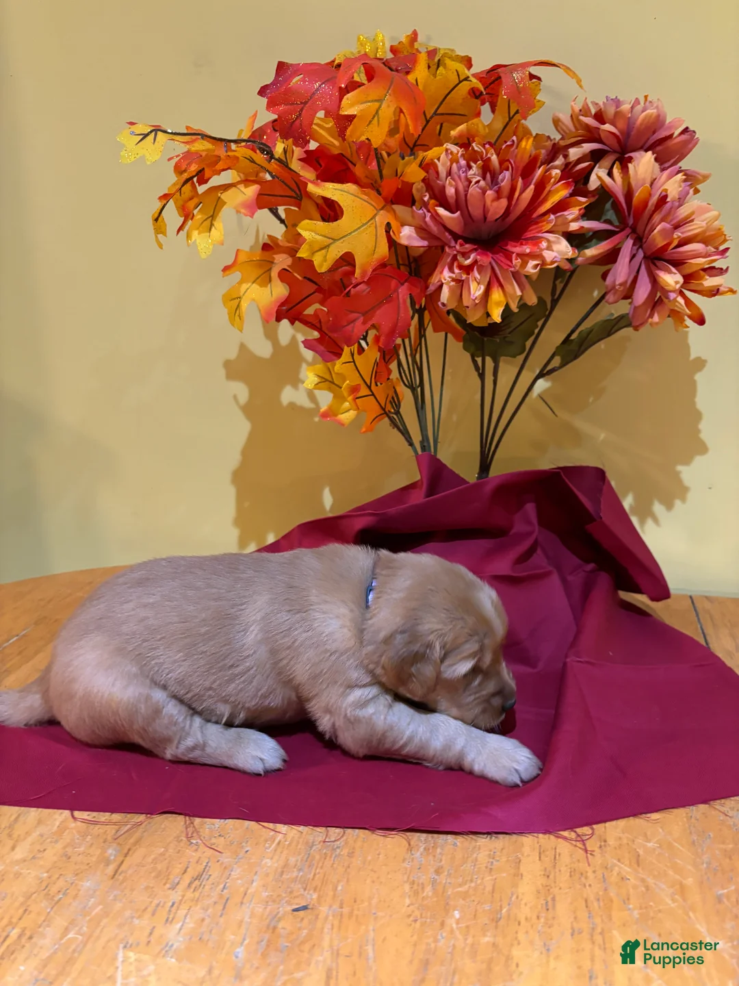 Golden Retriever dogs for sale: Miss Lavender - Ad 2