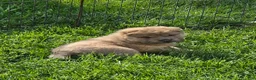 Shar Pei dogs for sale: Roman - Ad 1